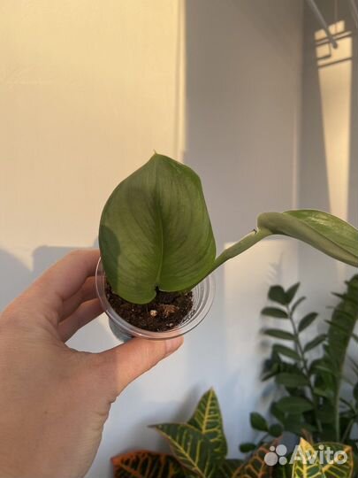 Сциндапсус мунлайт