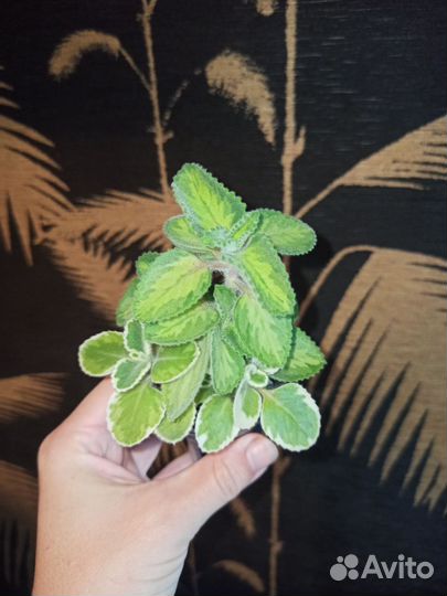 Комнатные цветы