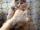 Очаровательные персидские котята объявление продам