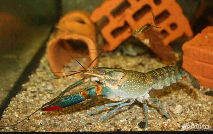 Австралийский красноклешневый рак