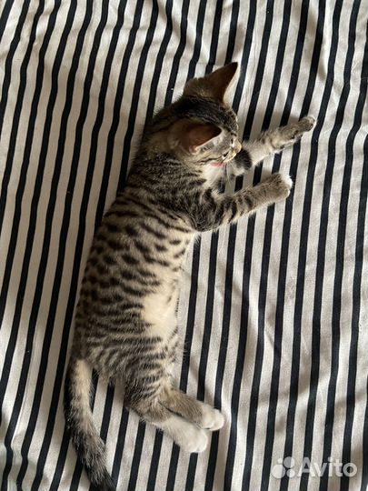 Котёнок