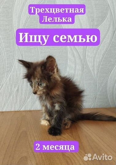 Котята