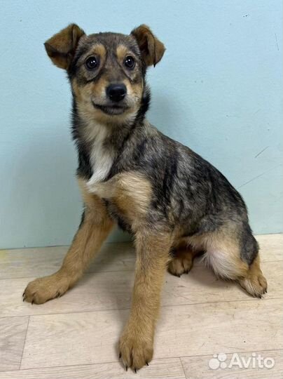 Щенок ищет хозяина