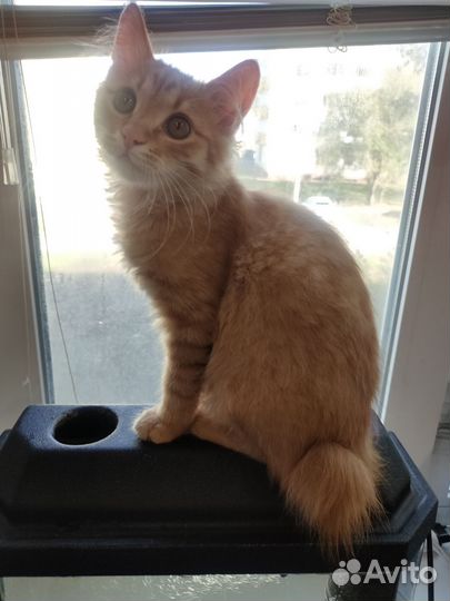 Курильский бобтейл