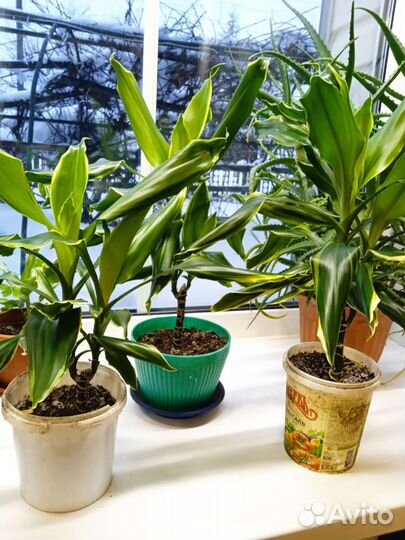 Комнатные цветы