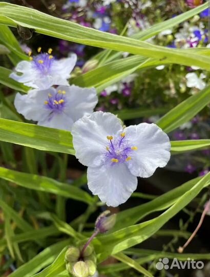 Многолетники Вероника, традесканция садовая