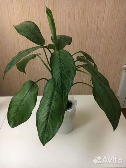 Аглаонема с 2мя большими детками
