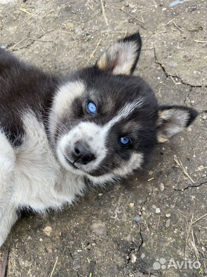 Щенки сибирской хаски