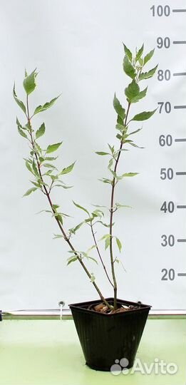 Дерен белый Elegantissima/80-90 см