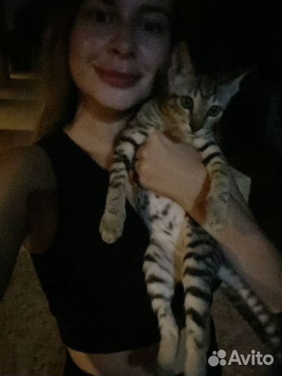 Домашняя передержка кошек