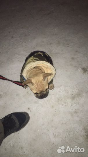 Продам бульдожку