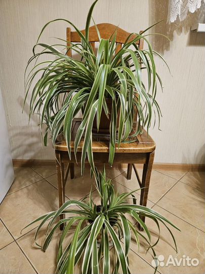 Хлорофитум