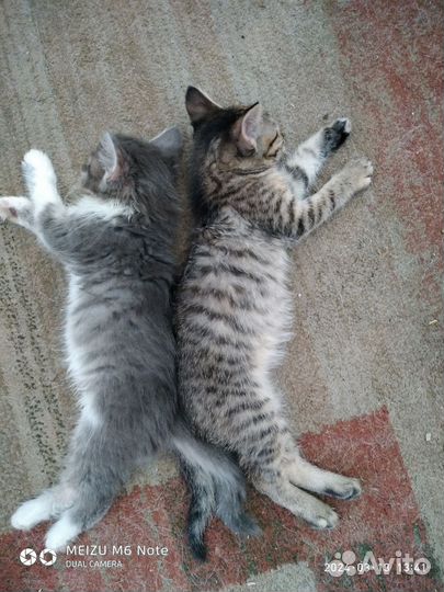 Красивые котята