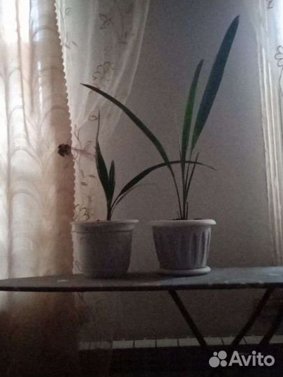 Финиковая пальма с горшком