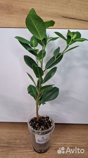 Фикус Мокламе