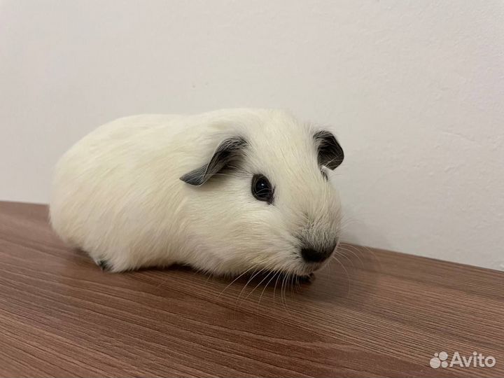 Морская свинка Калифорния