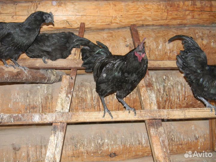 Яйцо инкубационное Ухейилюй