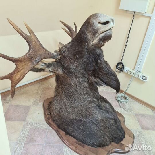 Чучело лося