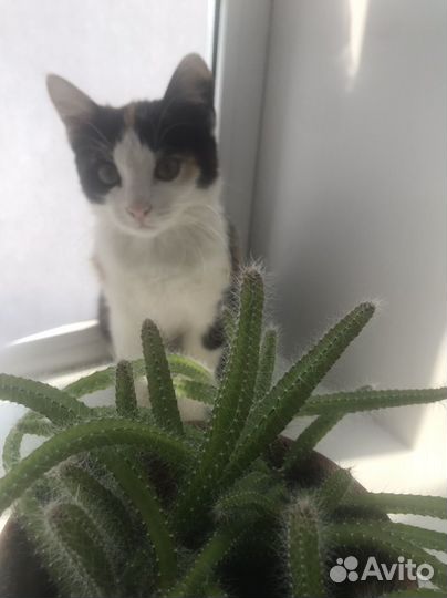 Кошки бесплатно