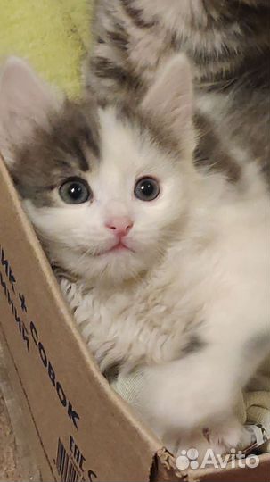 Кошки бесплатно