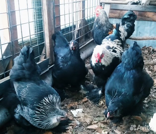 Инкубационное яйцо кур брама