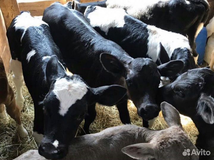 Телята бычки