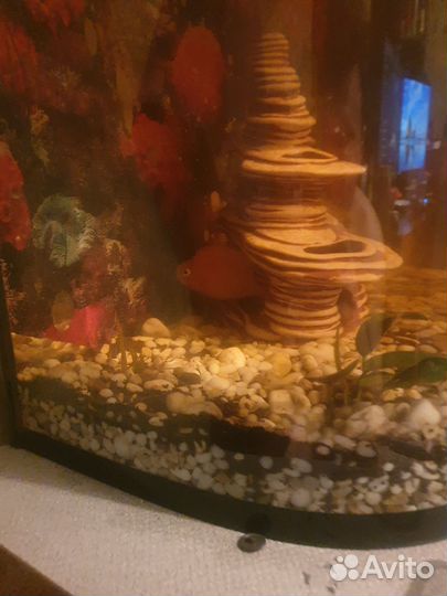 Аквариумные рыбки, сомы, попугаи, астрнотусы