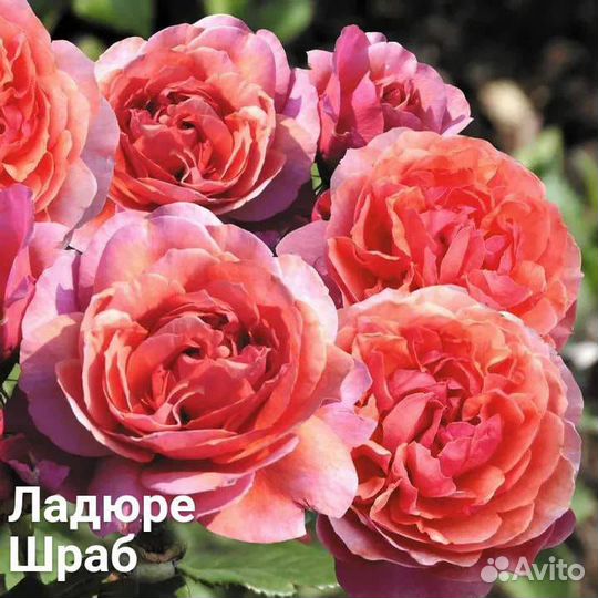 Саженцы роз