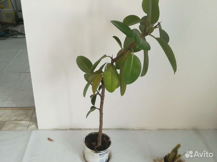 Домашние цветы