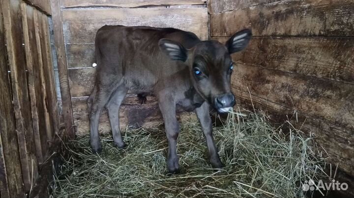 Бычок Джерси 75