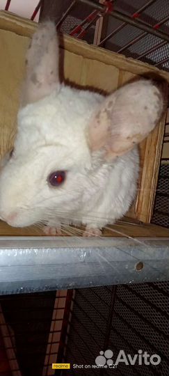 Пара шиншилл с клеткой