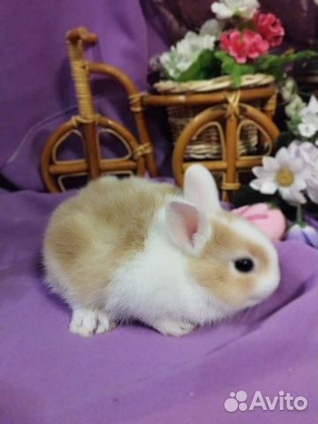 Кролики декоративные карликовые mini объявление продам
