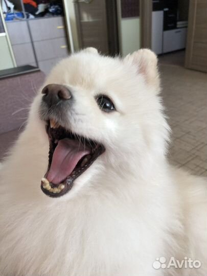 Догситер, передержка для собак и кошек