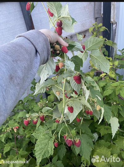 Малина Карамелька