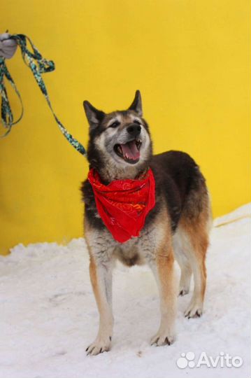 Вся его жизнь - приют