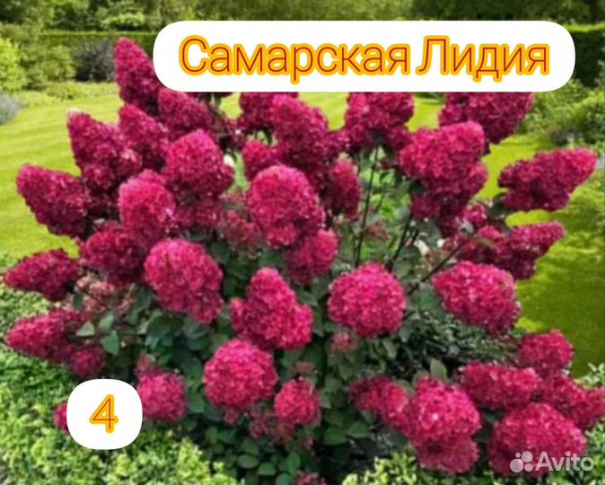 Гортензия Самарская Лидия