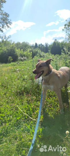 Собака 1 год