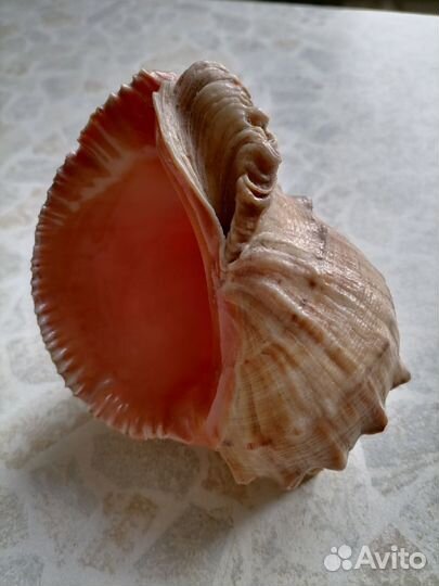 Морские раковины