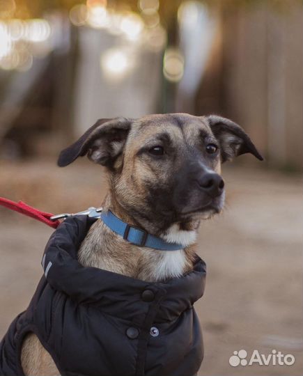 Миниатюрная метис