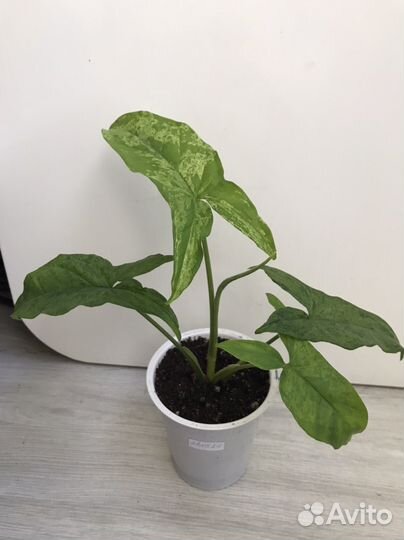 Сингониум Моттлед