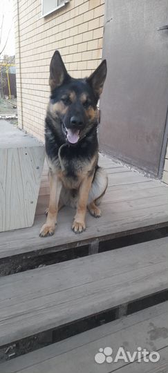 Немецкая овчарка