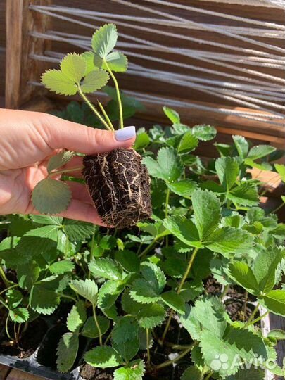 Рассада клубники от производителя