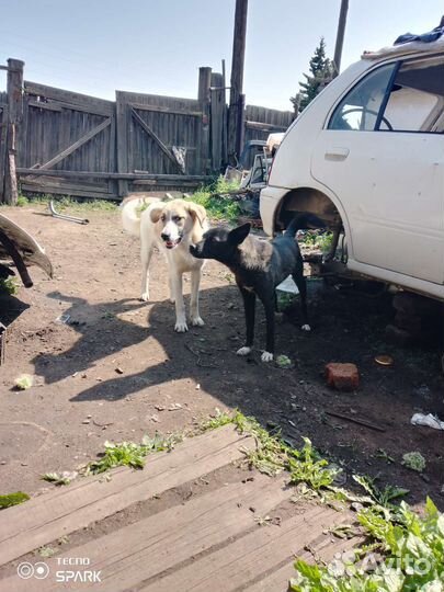 Собаки бесплатно в добрые руки