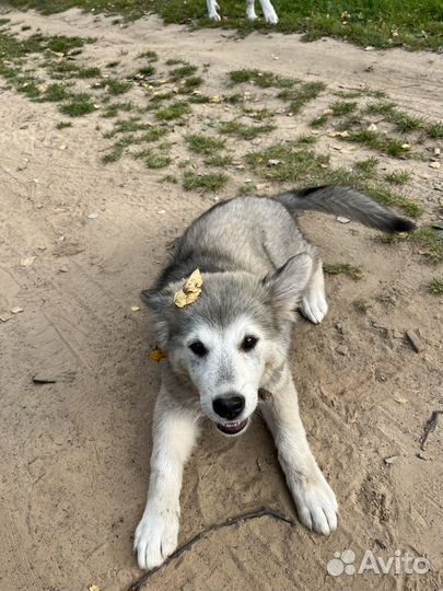 Собака в добрые руки