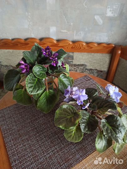 Растения для сада и дома