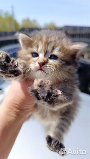 Отдам котят,очень красивые