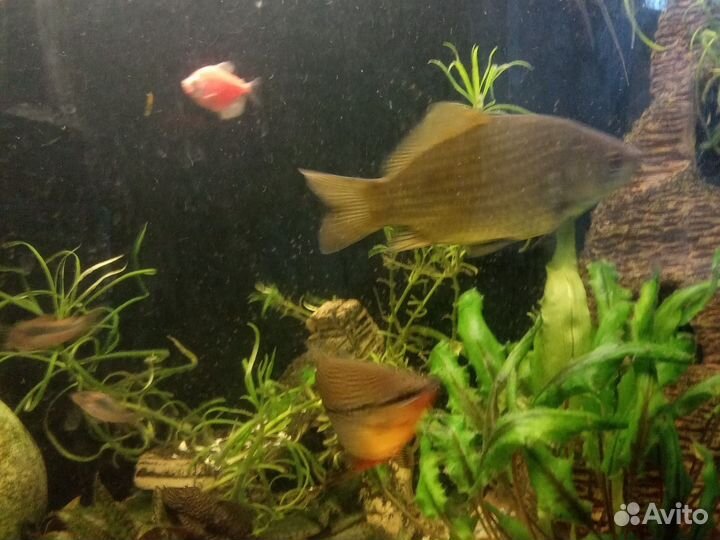Анциструс,карась,2 скалярии,2 гурами