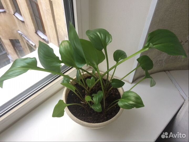 Дримиопсис