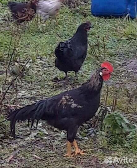 Молодые петушки леггорн жемчужный и долматинцы