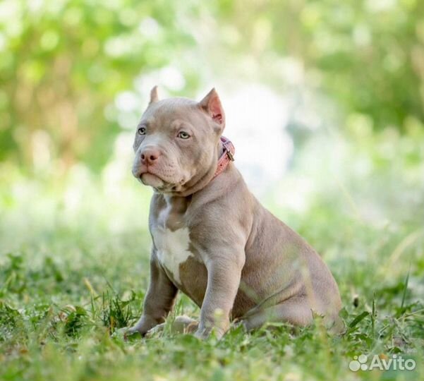 Девочка американский булли